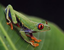 Red Eyed Tree Frog, Costa Rica