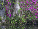 Cypress, Azeleas in bloom and reflection Magnolia Plantation South Carolina