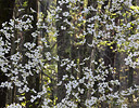 Dogwood backlighting Calloway Gardens, Georgia