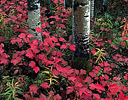 Aspen and wild current near Fairbanks, Alaska