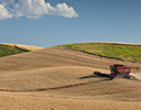 Wheat at harvest time Palouse area of Eastern Washington