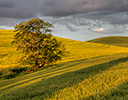 Springtime Canola, Palouse near Colfax Eastern Washington