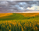 Springtime Canola, Palouse near Colfax Eastern Washington