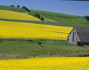 Barn and Canola Field Near Potlach Western Idaho