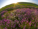 Phlox in Bloom Springtime Western Idaho with Wheat Fields