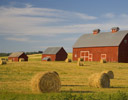 Rolled Hay and Three Red Barns Near Potlach, Western Idaho