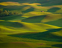 Evening light on wheat & pea fields from Steptoe Butte, Eastern Washington