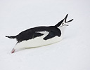Chinstrap Penguin in snows of Half Moon Bay Antarctica