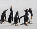 Gentoo Penguins on shoreline Falkland Islands