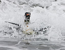 King Penguin in the surf of South Georgia Island