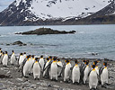 King Penguins on shoreline, South Georgia Island