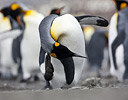 King Penguin St. Andrews Bay, South Georgia Island