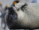 Young elephant Seal St. Andrews Bay, South Georgia Island