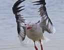 Dolphin Gull Taking Flight - Falkland Islands