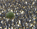 King Penguins - South Georgia Island