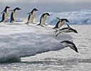 Adelie diving off iceberg Antarctica
