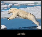 Arctic