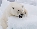 High Arctic of Spitsbergen Norway - Polar Bear