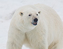 High Arctic of Spitsbergen Norway - Polar Bear