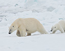 High Arctic of Spitsbergen Norway - Polar Bear