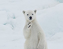 High Arctic of Spitsbergen Norway - Polar Bear