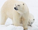 High Arctic of Spitsbergen Norway - Polar Bear