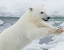 High Arctic of Spitsbergen Norway - Polar Bear