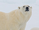 High Arctic of Spitsbergen Norway - Polar Bear