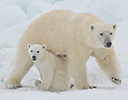High Arctic of Spitsbergen Norway - Polar Bear
