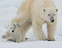 High Arctic of Spitsbergen Norway - Polar Bear