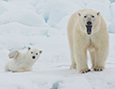 High Arctic of Spitsbergen Norway - Polar Bear