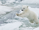 High Arctic of Spitsbergen Norway - Polar Bear