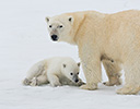 High Arctic of Spitsbergen Norway - Polar Bear