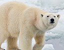 High Arctic of Spitsbergen Norway - Polar Bear