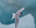 High Arctic of Spitsbergen Norway - Arctic Tern in flight