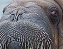 High Arctic of Spitsbergen Norway - Male Walrus