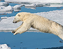 High Arctic of Spitsbergen Norway - Polar Bear