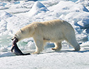 High Arctic of Spitsbergen Norway - Polar Bear
