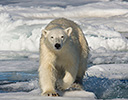 High Arctic of Spitsbergen Norway - Polar Bear