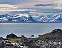 High Arctic of Spitsbergen Norway - Reindeer antler