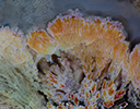 Plume agate