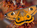 Female Calosaturnia walterorum Silk Moth