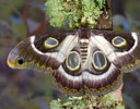 Epiphora bauhiniae African Silk Moth