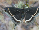 Calleta Silkmoth - Eupackardia Calleta on lichen covered branch Sammamish Washington