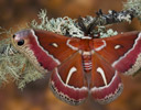 Hyalophora euryalus Silk Moth