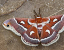 Hyalophora gloveri Silk Moth