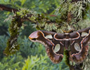 Rothschildia lebeau forbesi Silk Moth