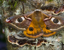 Saturnia pavionella Silk Moth