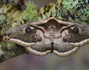 Saturnia pyretorum Silk Moth