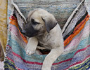 Baby puppy in cloth pouch on horseback, Cappadocia Turkey